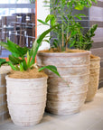 Antique Terracotta Diogenes Pots - Assorted Sizes | Pre Order 1-2 Weeks