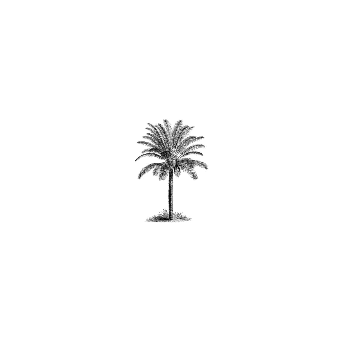 Tropical palm leaves styled against a white wall, reflecting Paradise Living Co.'s coastal island aesthetic