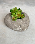 Small River Stone Pot Plant